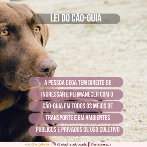 Imagem de um cachorro. Texto: Lei do cão-guia. A pessoa cega tem direito de intressar e permanecer com o cão-guia em todos os meios de transporte e em ambientes públicos e privados de uso coletivo.